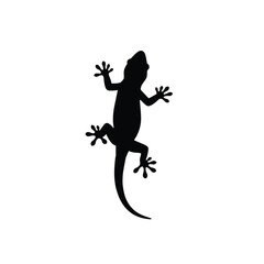 lizard on a white background