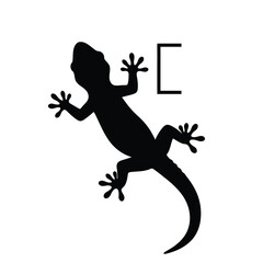 lizard on a white background