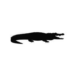 crocodile isolated on white