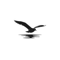 seagull in flight