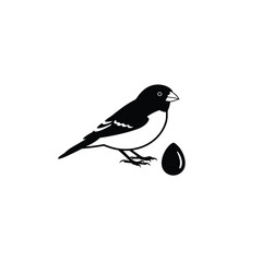 blackbird on a branch