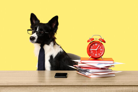 Cute Border Collie dog with alarm clock and notebooks at table on yellow background. Time management concept