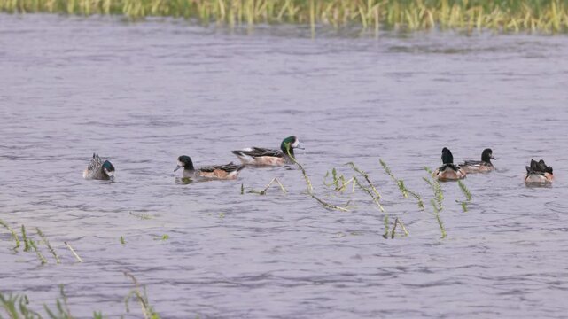 a slow motion shot of a flock of chiloe wigeon swimming on a small lagoon in torres del paine national park of patagonia, chile