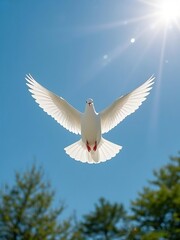 Obraz premium white dove flying in the sky