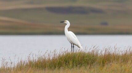 White Egret Bird Stands on Shore, Calm Lake Background
