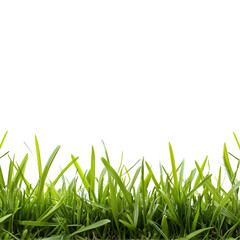 Fototapeta premium Lush green grass isolated on black background nature spring greenery