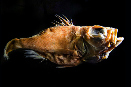 The fish that the staff put on display in the museum.