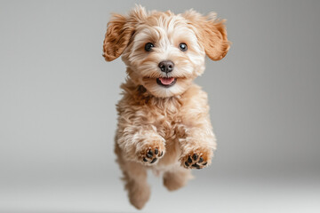 Enchanting White Puppy Suspended in a Moment of Absolute Bliss: A Breathtaking Display of Puppy Vitality and Joy