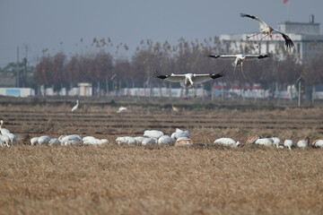 canadian geese in flight