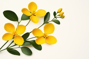 Obraz premium Radiant yellow flowers and verdant leaves on a pristine white canvas creating a serene botanical composition perfect for spring and summer themes