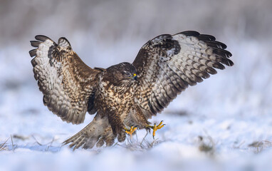 Common buzzard bird ( Buteo buteo )