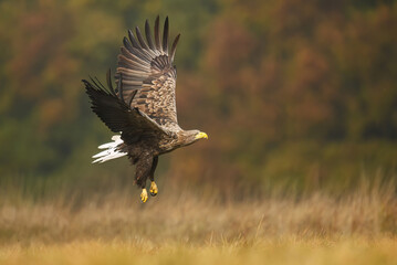 White tailed eagle ( Haliaeetus albicilla)