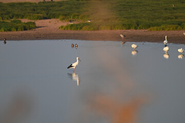 swans in the lake