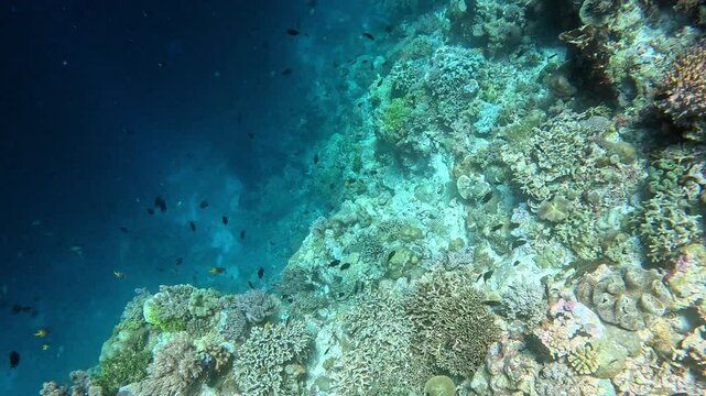 Blue-spotted ribbontail stingray swims to deeper water.