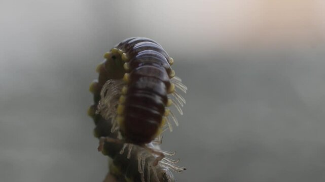 Extreme Close-Up Of Multi-Legged Millipede Insect Moving, Macro View