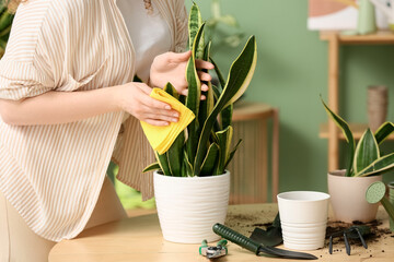 Pretty young woman with rag wiping leaves of sansevieria plant near table at home, closeup