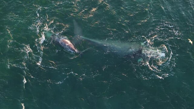 Stunning aerial of a southern right whale swimming in Golfo Nuevo, close-up view of majestic marine life, top shot