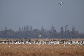 snow geese in flight