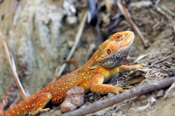 Bearded dragon lizard on Natural Habitat ,Close up image of Inland Bearded Dragon (Pogona vitticeps), Australian Bearded Dragon 