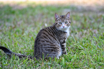 The Cat sitting on grass