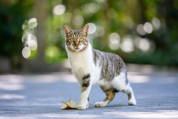 Naklejka premium The cat in the park