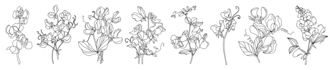 Fototapeta premium Set of Sweet Pea April birth month flower line art vector illustrations. Modern minimalist hand drawn design for logo, tattoo, packaging, card, wall art, poster. Isolated