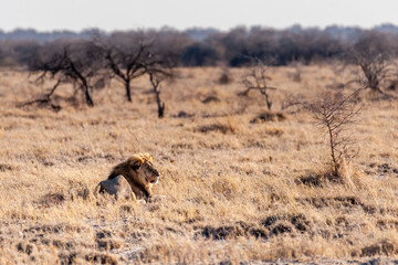 Impression of a Male Lion - Panthera leo- resting on the plains of Etosha national park, Namibia,...