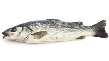 A raw sea bass fillet, isolated on white, showcasing its smooth texture and mild flavor, perfect for grilling or sashimi