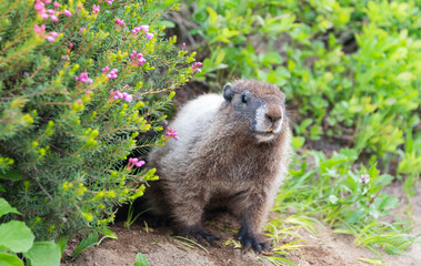 Capybara outdoor. Wild animal in nature. Groundhog on the ground. Rodent animal woodchuck. Rodent marmot animal. Wildlife nature. Marmot capybara. Marmot wild groundhog. Woodchuck rodent