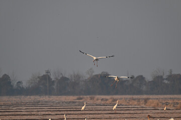 seagulls on the beach
