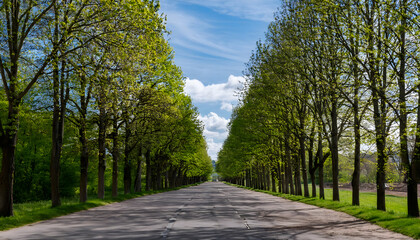 Obraz premium 並木道