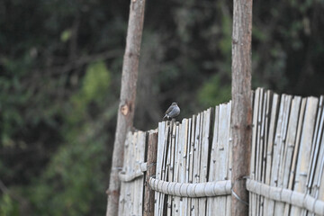 Fototapeta premium bird on a fence