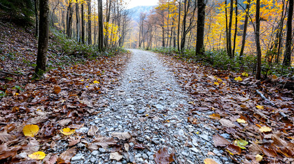 Autumn trail path through colorful forest
