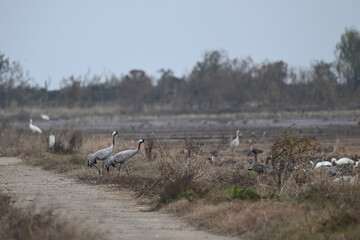white tailed cranes