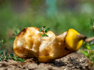 mushroom on the ground