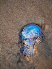 jellyfish on the beach