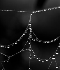 dew drops on a chain