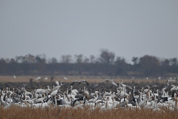 snow geese in the snow
