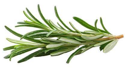 Fototapeta premium Rosemary Sprig, isolated on white background, full depth of field