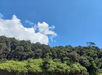 clouds over the forest