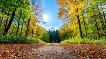 Autumn path in the forest with sunlight and blue sky
