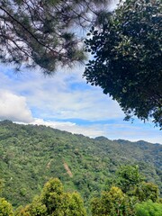 trees in the mountains