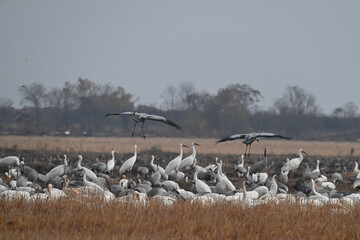 Obraz premium flock of seagulls