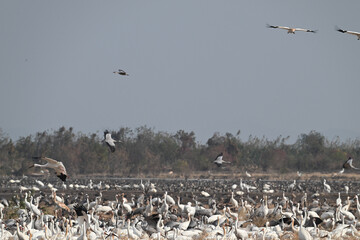 flock of white pelicans