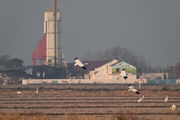 Fototapeta premium dutch windmill in the netherlands