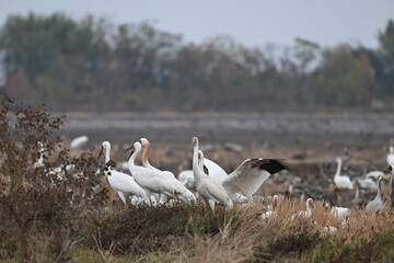 Obraz premium flock of geese in flight