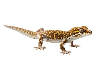 Gecko isolated on transparent background

