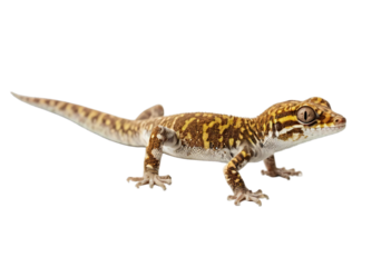 Gecko isolated on transparent background

