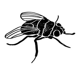 Textured fly illustration isolated on white background