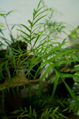 close up of Philodendron polypodioides leaves, indoor plants, tropical garden, simple leaves, rare plants